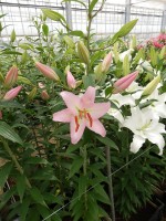 [5383 Sheila VOF VZ No01.JPG]